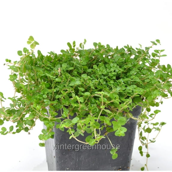 Baby Tears, Green, Soleirolia soleirolii - Pot Size: 3in (2.6x3.5in) - House Plants