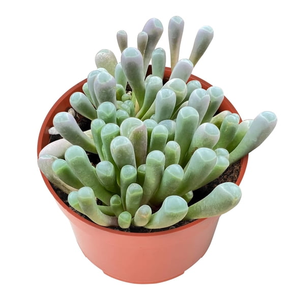 Baby Toes Succulent Live Plant  Fenestraria rhopalophylla 4 Inch Pot,Cute Low Maintenance Houseplant for Plant Lover, Unique Housewarming Gift