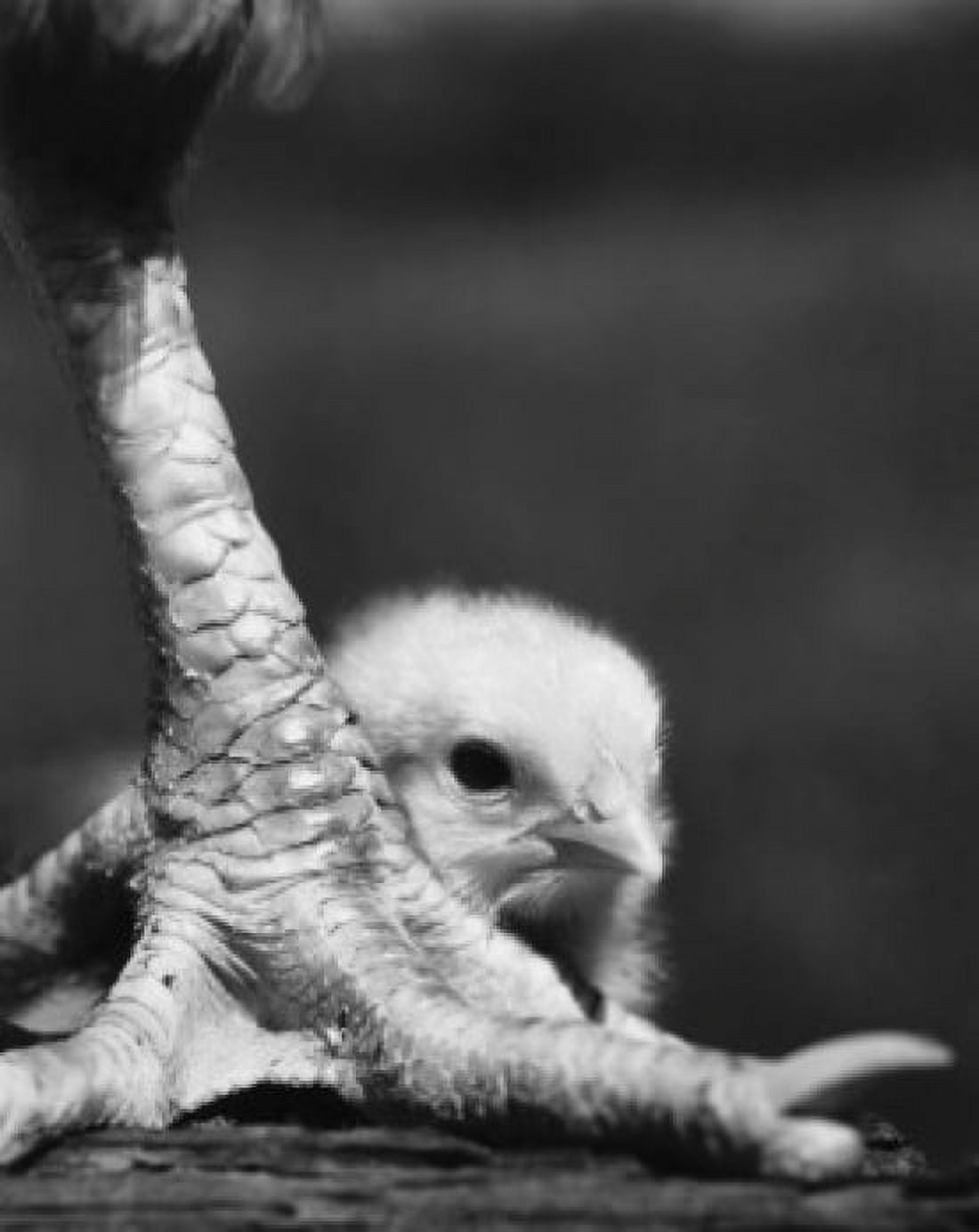 Baby chick behind a bird leg Canvas Art - (18 x 24)