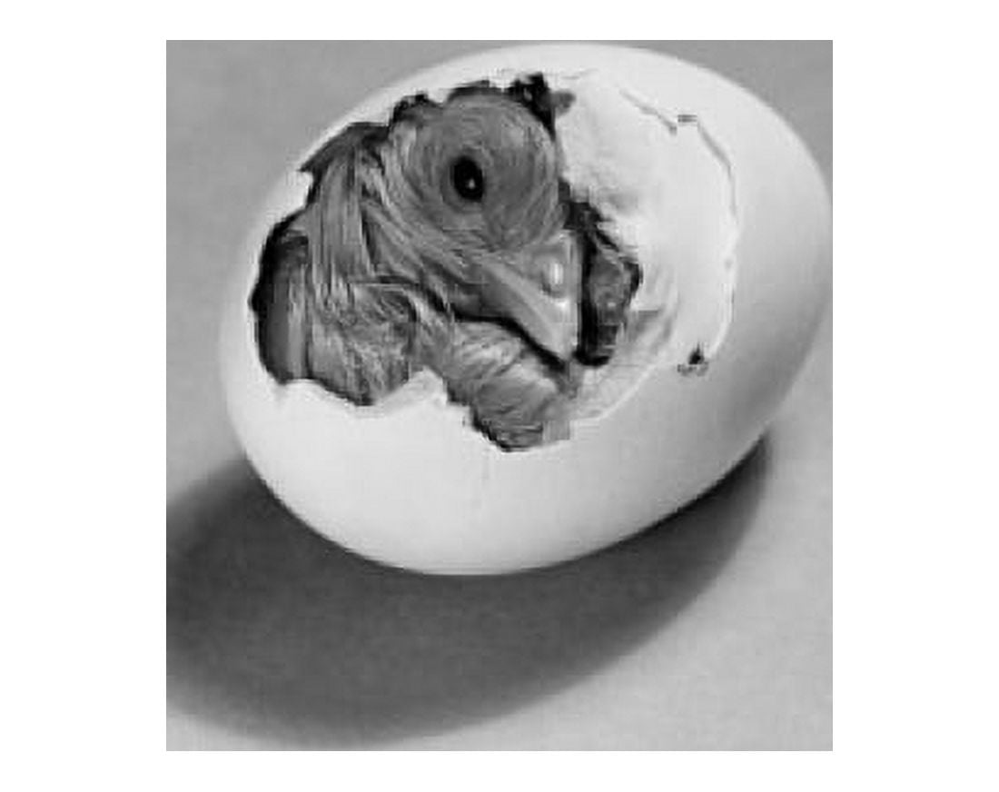 Baby chick hatching from an egg Canvas Art - (24 x 36)