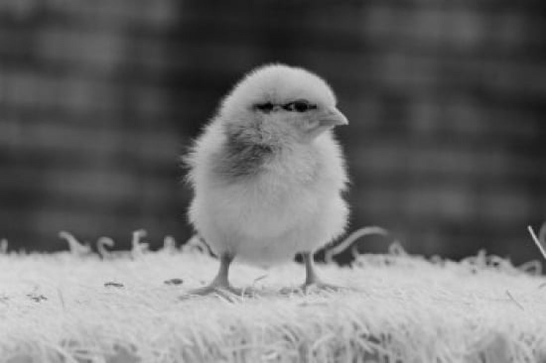 Baby chicken Canvas Art - (18 x 24)