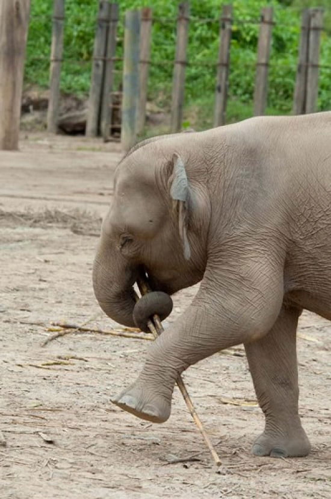 Baby elephant with bamboo in trunk Malaysia Canvas Art - Cindy Miller Hopkins DanitaDelimont (12 x 18)