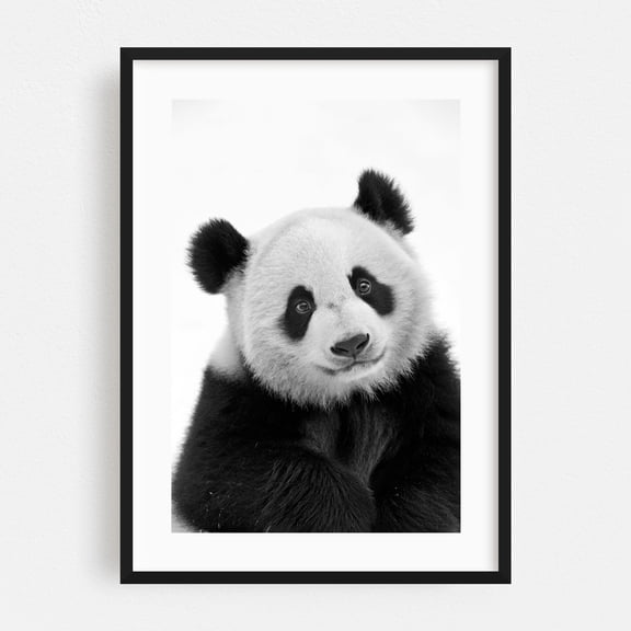 Baby panda bear - China Photography Wildlife Black and White Animal Nature Portrait Minimalist Black Framed Wall Art Print 24 x 36 inches
