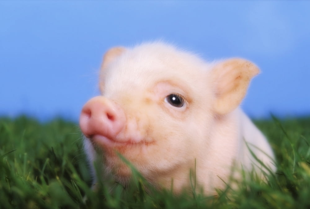 Baby pig lying on grassBritish columbia canada Canvas Art - Thomas Kitchin & Victoria Hurst Design Pics (18 x 12)
