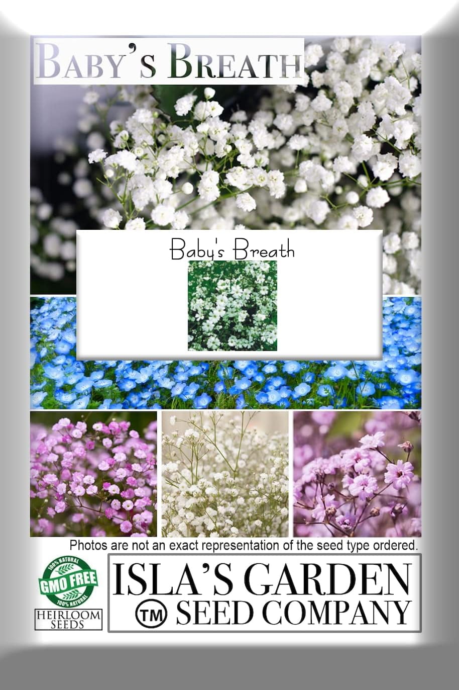 Baby's Breath Flowers, 2000 Heirloom Flower Seeds Per Packet, Non GMO  Seeds, Isla's Garden Seeds