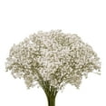 thumbnail image 1 of Baby's Breath - Fresh Cut Flowers - 5 Bunches - White - by Bloomingmore, 1 of 7