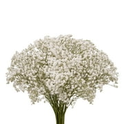 Baby's Breath - Fresh Cut Flowers - 5 Bunches - White - by Bloomingmore