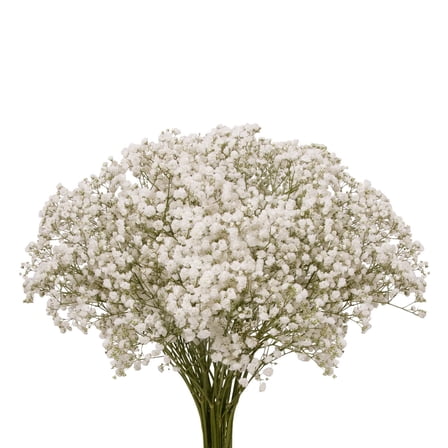 Baby's Breath - Fresh Cut Flowers - 5 Bunches - White - by Bloomingmore