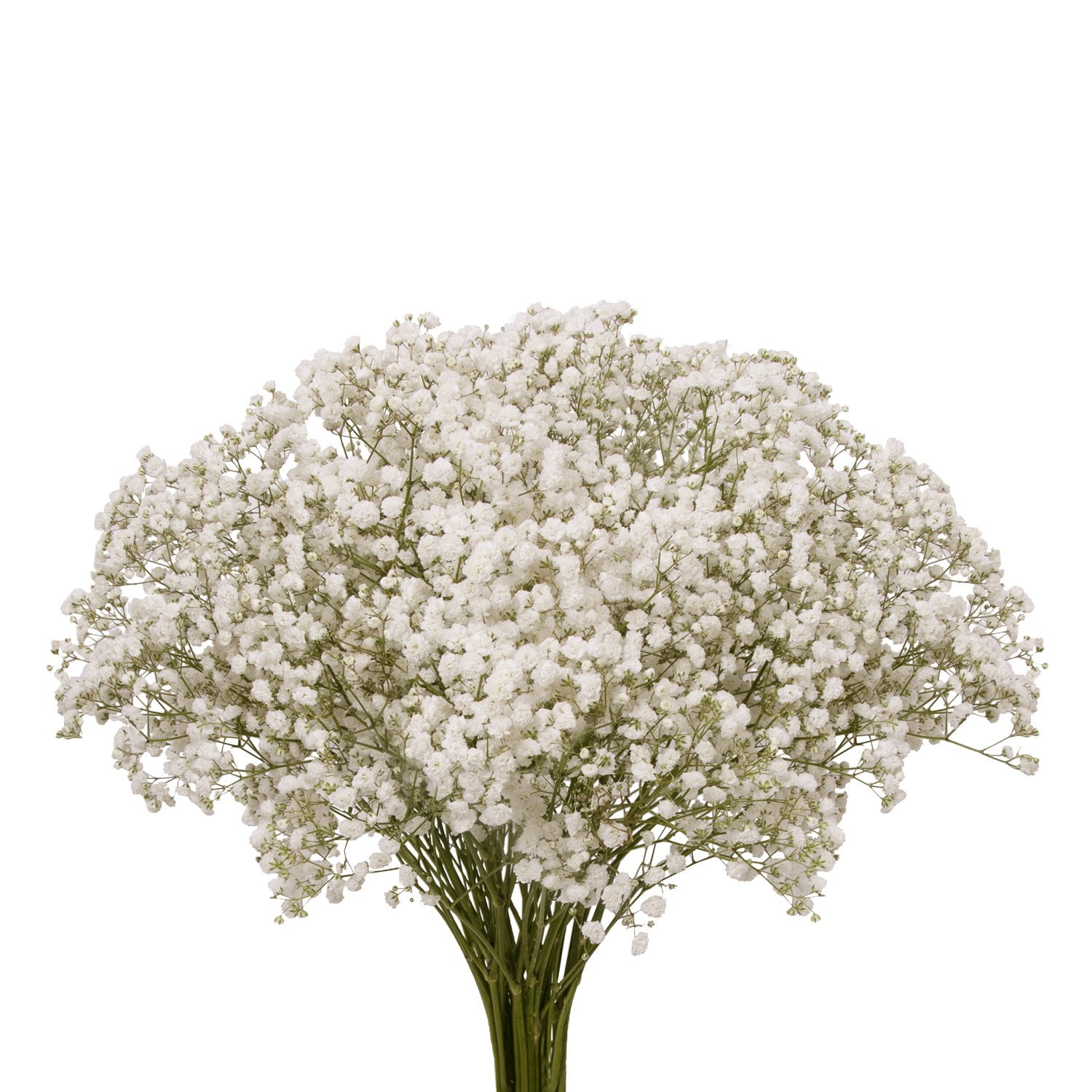 Buy Baby Breath Products At Sale Prices Online - January 2024