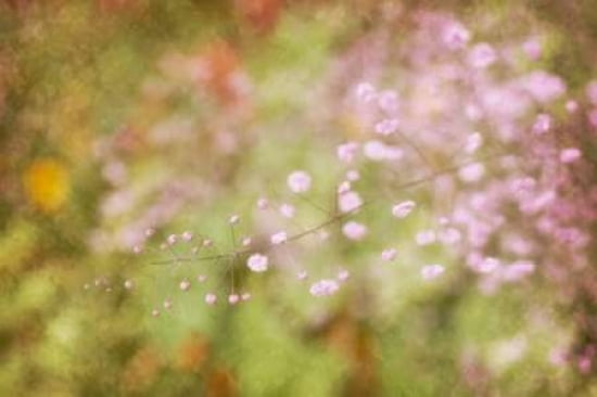 Babys Breath Canvas Art - Roberta Murray (24 x 36)