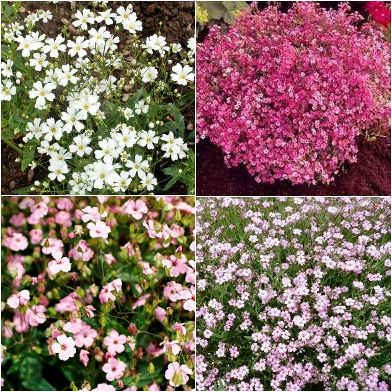 Babys Breath Seeds - Mixed - 1/4 Pound - White/Pink Flower Seeds, Heirloom  Seed Attracts Bees, Attracts Butterflies, Attracts Pollinators, Easy to