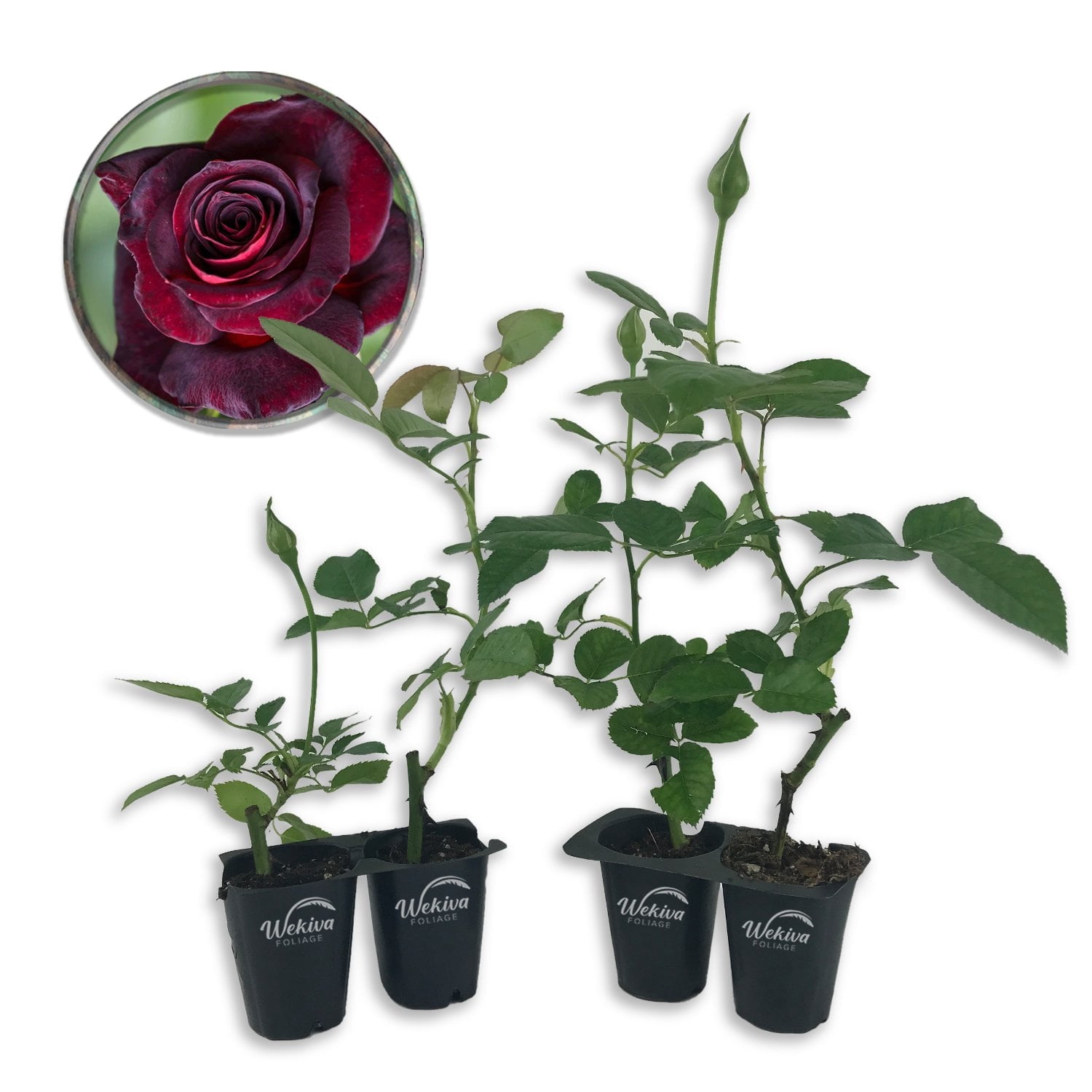 Baccara Rose Bush - 4 Live Starter Plants in 2 Inch Pots - Beautifully Fragrant Heirloom Rose from Florida - A Versatile Beauty with a Rich Fragrance