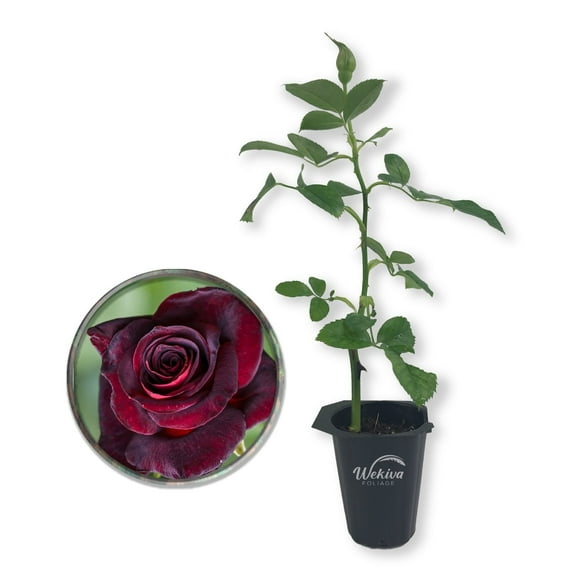 Baccara Rose Bush - Live Starter Plant in a 2 Inch Pot - Beautifully Fragrant Heirloom Rose from Florida - A Versatile Beauty with a Rich Fragrance