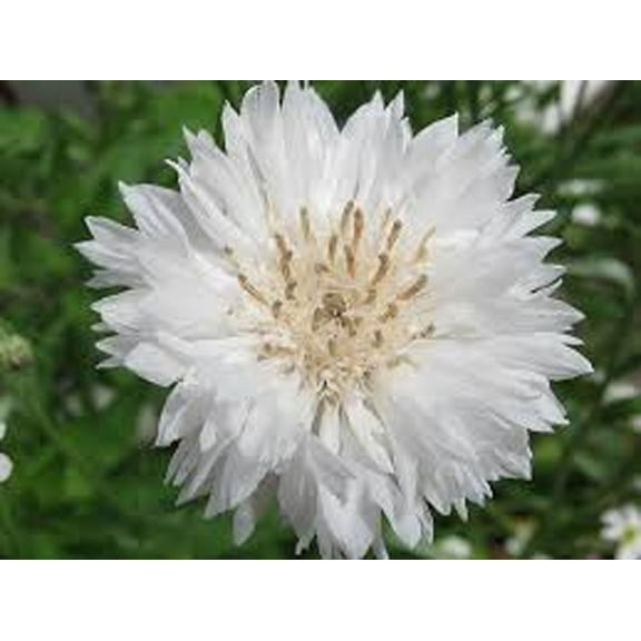 Bachelor Button, Tall White Seeds, 200 Seeds, Beautiful White Colored Blooms.