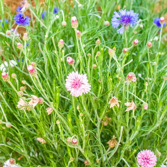 Mountain Valley Seed Company Bachelor's Buttons Flower Seed, Non-GMO