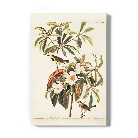Bachman's Warbler Wrapped Canvas -John James Audubon Designs,