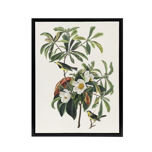 Bachman's Warbler and Franklinia Tree Audubon Framed Canvas Wall Art 18X24"