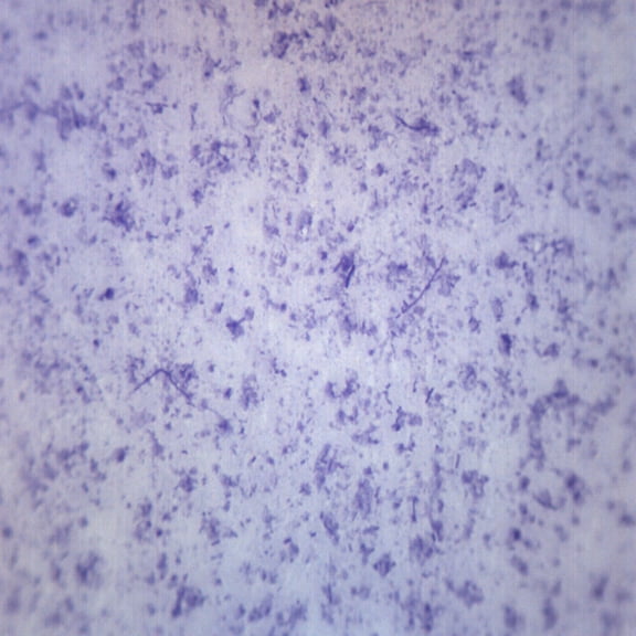 Bacillus Culture, Gram Positive & Negative - Prepared Microscope Slide - 75 x 25mm - Biology & Microscopy - Eisco Labs