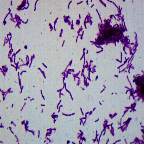 Bacillus Smear, Gram Negative Stain - Prepared Microscope Slide - 75 x 25mm - Biology & Microscopy - Eisco Labs