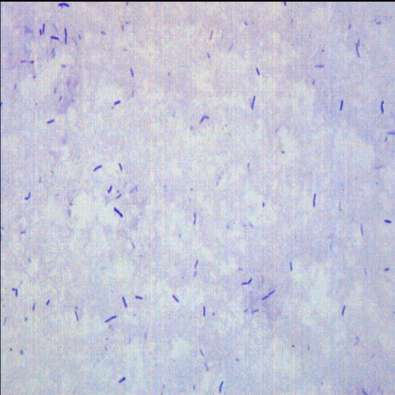 Bacillus Smear, Gram Positive Stain - Prepared Microscope Slide - 75 x 25mm - Biology & Microscopy - Eisco Labs