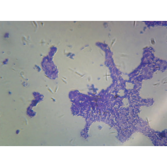Bacillus; Smear; Gram-Positive by Go Science Crazy