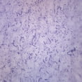 thumbnail image 1 of Bacillus Subtilis, Gram Positive - Prepared Microscope Slide - 75 x 25mm - Biology & Microscopy - Eisco Labs, 1 of 2