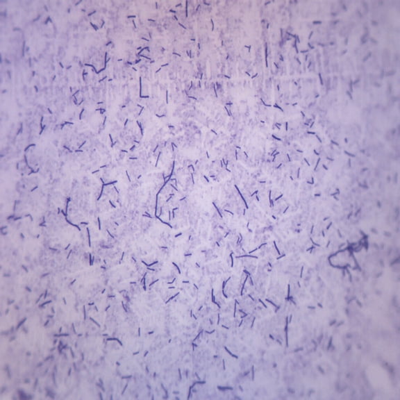 Bacillus Subtilis, Gram Positive - Prepared Microscope Slide - 75 x 25mm - Biology & Microscopy - Eisco Labs