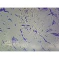 thumbnail image 1 of Bacillus Subtilis (Spore Forming); Smear; Gram-Positive by Go Science Crazy, 1 of 1