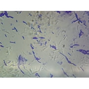 Bacillus Subtilis Spore Forming; Smear; Gram-Positive by Go Science Crazy