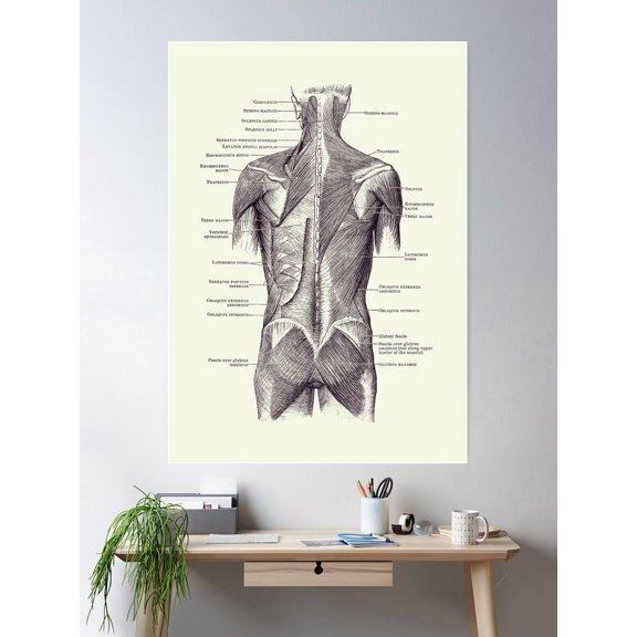 Back And Glutes - Human Muscular System 2 Poster Wall Art, Modern Wall Decor For Living Room Bedroom, 8x12 UNFRAMED