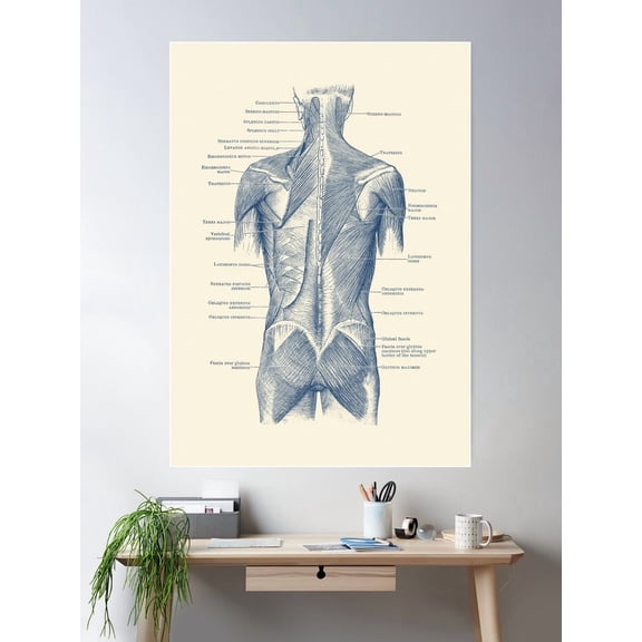 Back And Glutes - Human Muscular System Poster Wall Art, Modern Wall Decor For Living Room Bedroom, 8x12 UNFRAMED