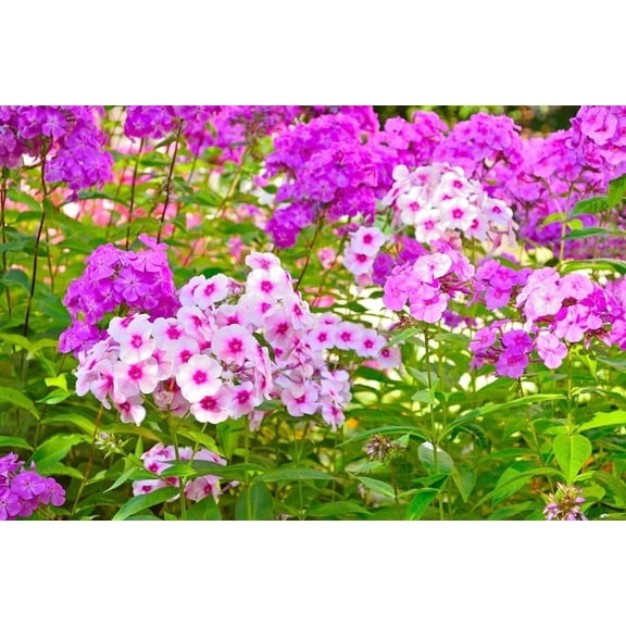 Phlox Flower Plant Bare Roots, Stunning Perennial Phlox is a Garden or Container Favorite - Ready to Plant, Not Seeds (1 Bare Root)