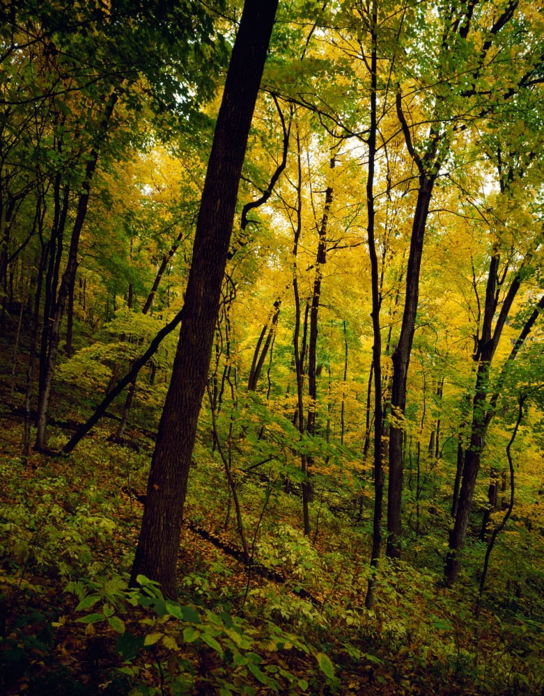 Back lit autumn color trees along Sugar Maple Trail Wyalusing State Park Wisconsin USA Canvas Art - Panoramic Images (12 x 36)