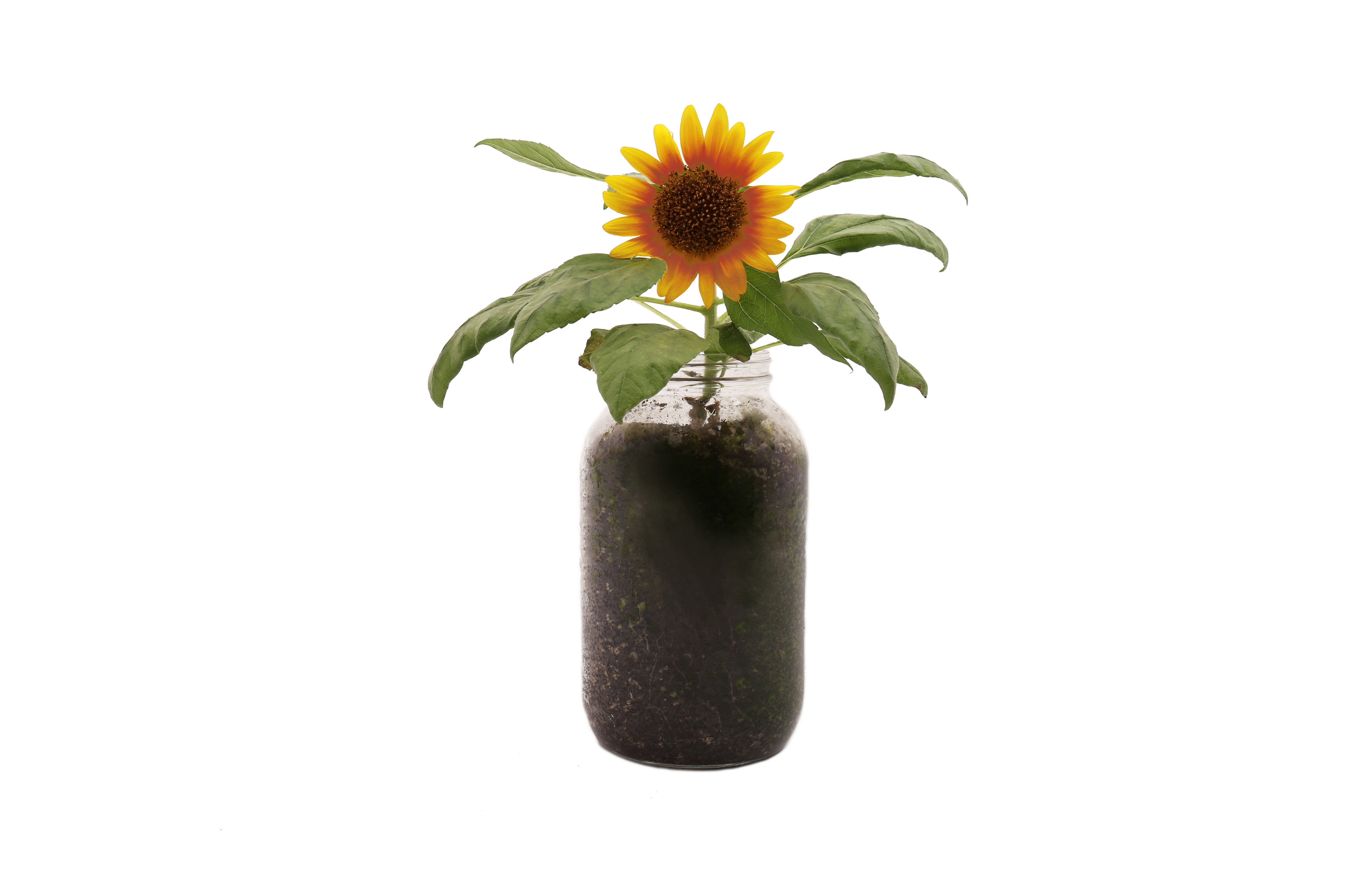 Back to the Roots Round Transparent Glass Windowsill Sunflower Planter