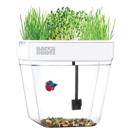 Back to the Roots Grow Kit - 9.5 x 13.5 x 13.5 in.