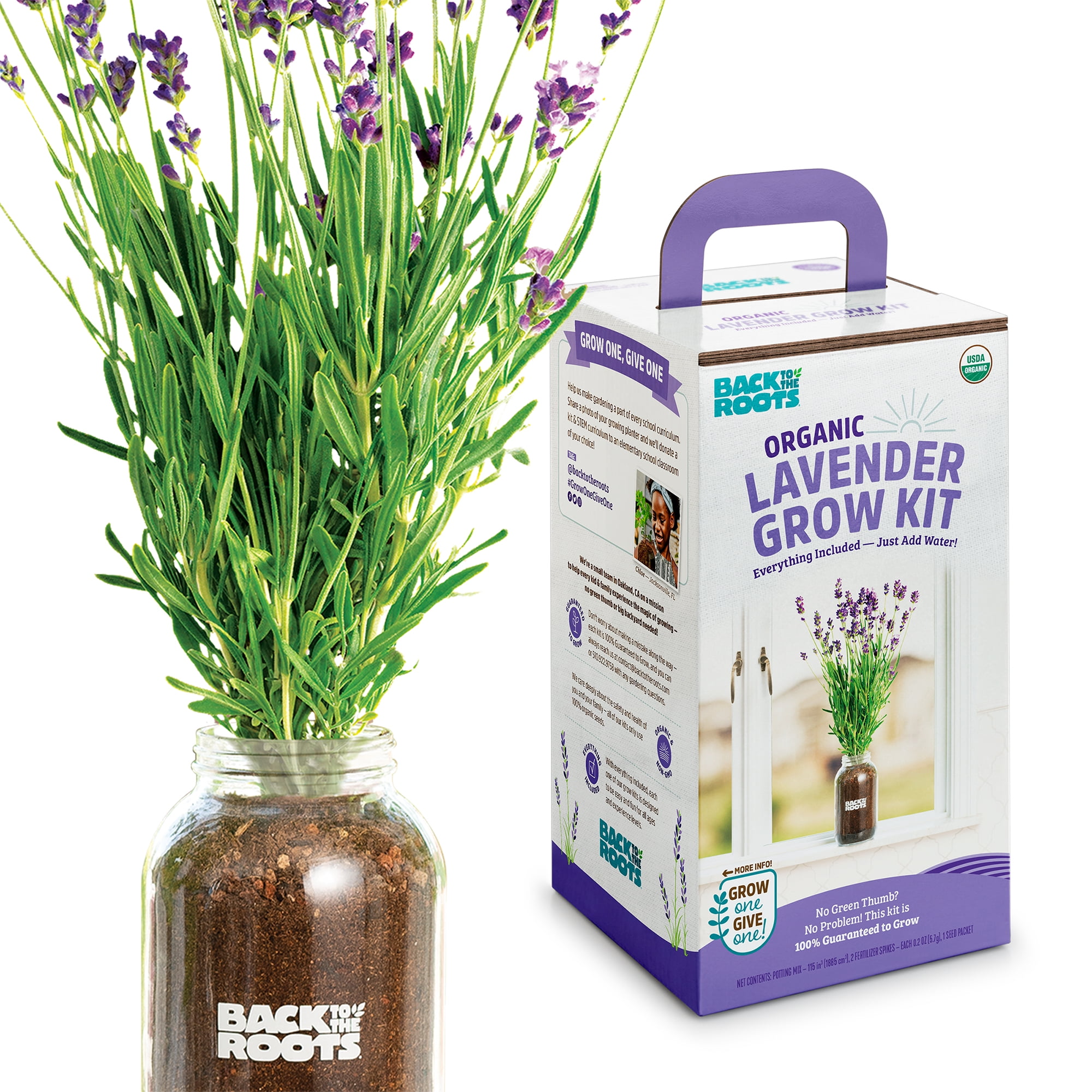 How To Plant, Prune, Fertilize, Water, Grow, Harvest & Store Lavender Plants  - Wilson Bros Gardens