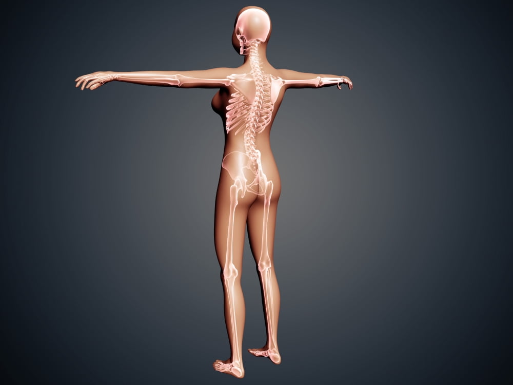 Back view of female body with skeletal system superimposed Canvas Art - Stocktrek Images (17 x 13)