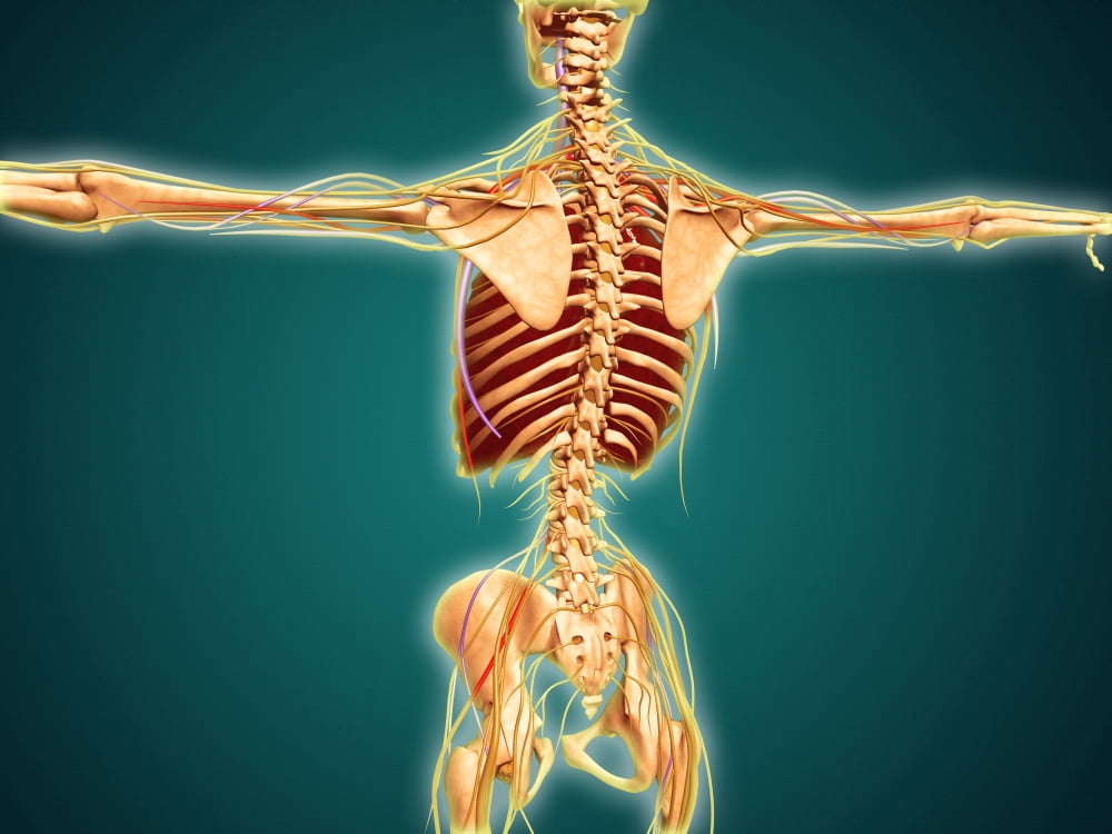 Back view of human skeleton with nervous system arteries and veins Canvas Art - Stocktrek Images (33 x 25)