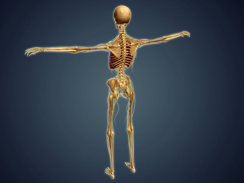 Back view of human skeleton with nervous system arteries and veins Canvas Art - Stocktrek Images (33 x 25)