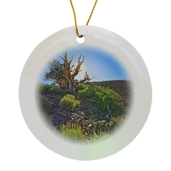 3drose, Backlit Ancient Pine in Inyo National Forest, Circle Porcelain Ornament