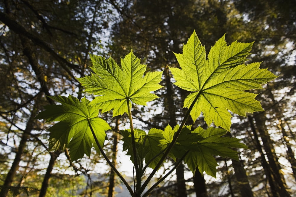 Backlit Devils Club In The Tongass National Forest Near Juneau Alaska Canvas Art - Chris Miller Design Pics (34 x 22)