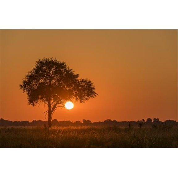 Backlit Grass & Silhouetted Tree At Sunset - Botswana Poster Print - 18 x 12