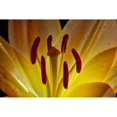 thumbnail image 1 of Backlit Lily In Studio; New York United States Of America by F. M. Kearney / Design Pics, 1 of 3