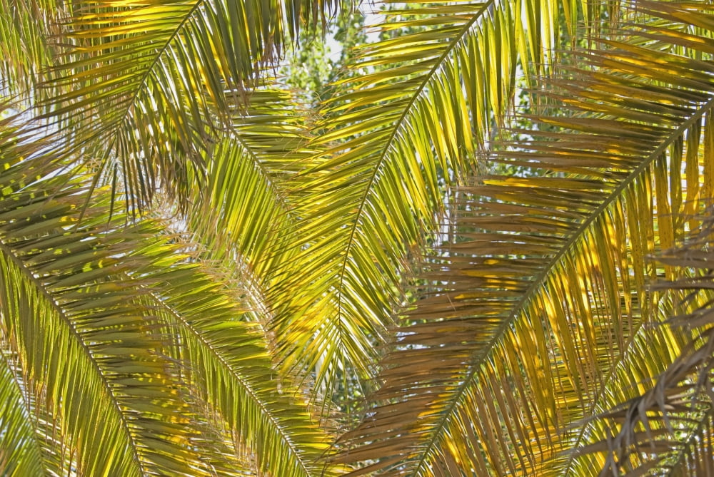 Backlit Palm Leaves Mendoza Argentina Canvas Art - Philippe Widling Design Pics (36 x 24)