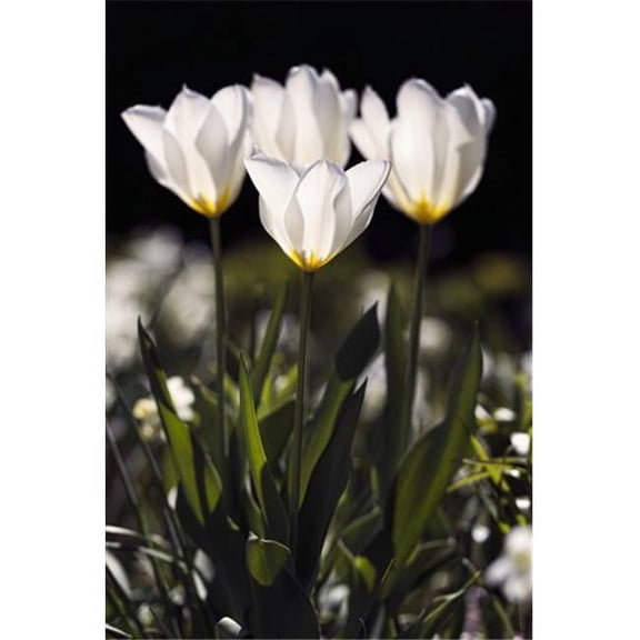 Backlit Tulips Poster Print by F. M. Kearney, 24 x 38 - Large