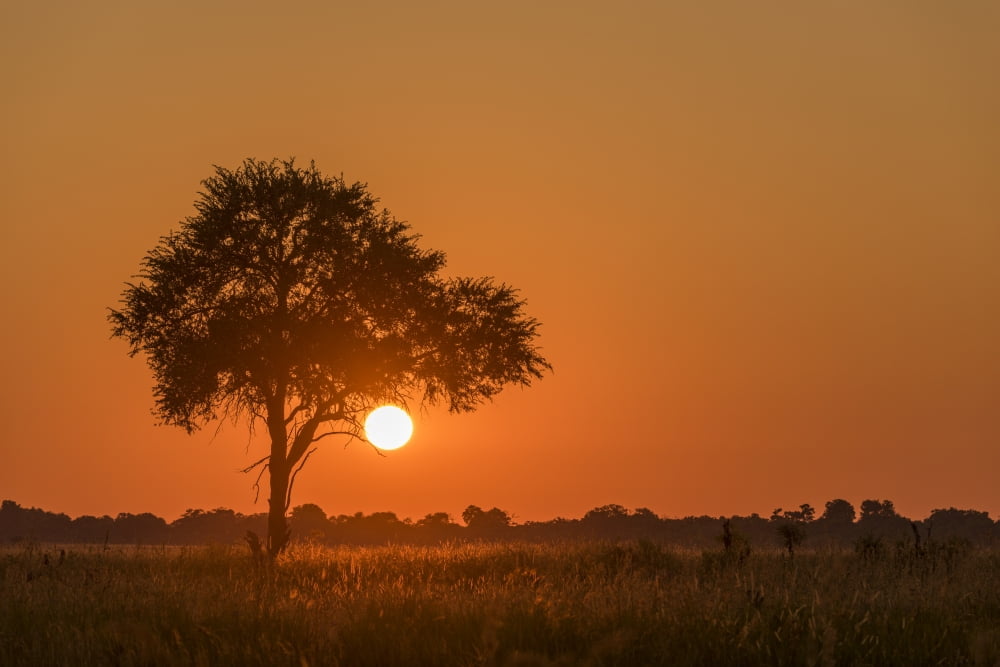 Backlit grass and silhouetted tree at sunset Botswana Canvas Art - Nick Dale Design Pics (18 x 12)