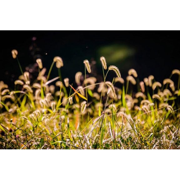 Backlit grass seedhead Poster Print by Anna Miller (24 x 18) # US15AMI0278