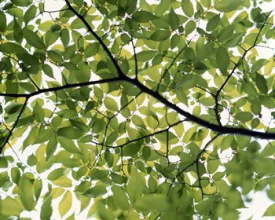 Backlit green tree branch Canvas Art - Panoramic Images (36 x 29)