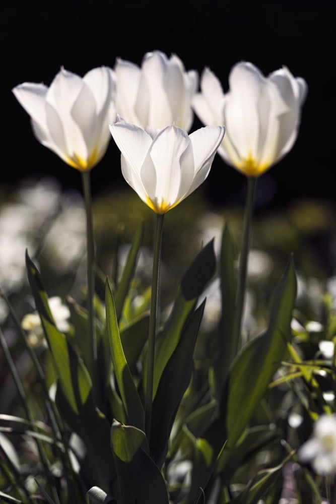 Backlit tulips (Liliaceae) New York Botanical Garden New York City New York United States of America Canvas Art - F M Kearney Design Pics (12 x 19)