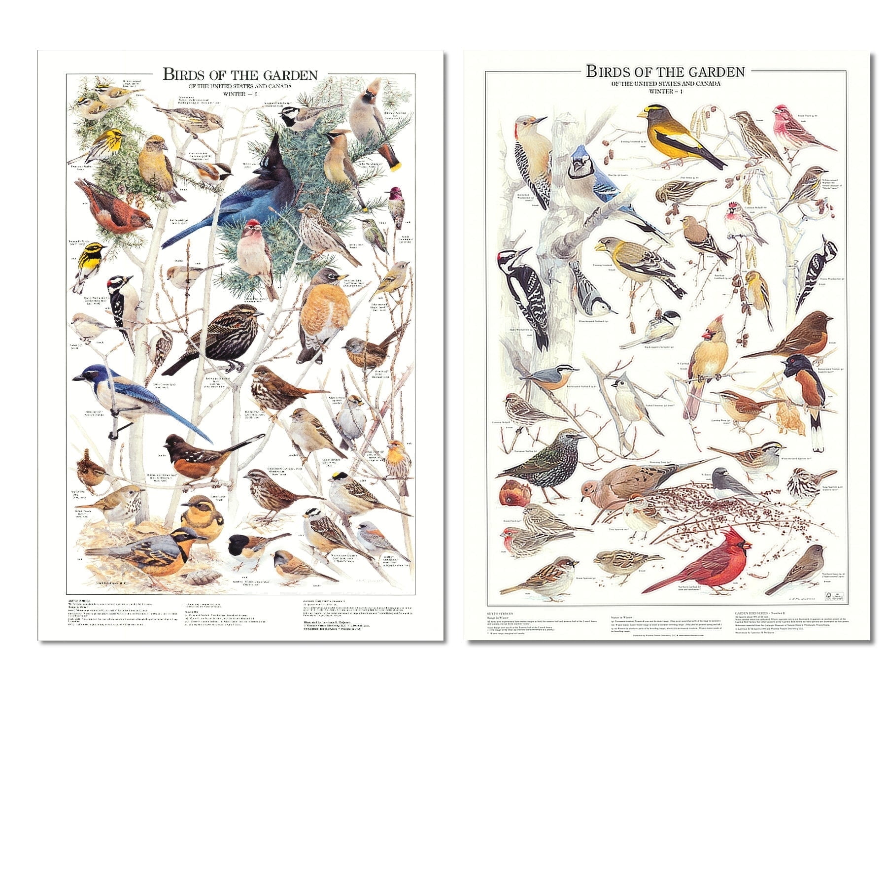 Bird Species: Discover the Most Beautiful and Rare Birds